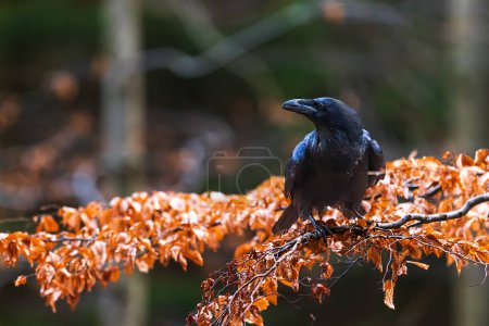 Foto de Male common raven (Corvus corax) in the forest - Imagen libre de derechos