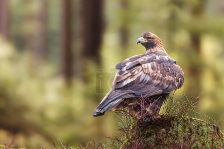 Photo for Female White-tailed eagle (Haliaeetus albicilla) in the forest on a stump - Royalty Free Image