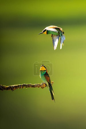 Photo for Male The European bee-eater (Merops apiaster) flying over the other bird - Royalty Free Image