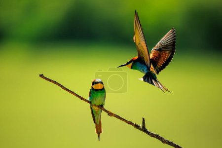 male The European bee-eater (Merops apiaster) will be landing next to