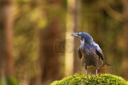 Foto de Cuervo común macho (Corvus corax) en el bosque - Imagen libre de derechos