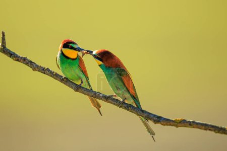 male The European bee-eater (Merops apiaster) they share insects