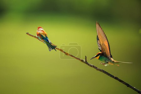 male The European bee-eater (Merops apiaster) sits down on a twig
