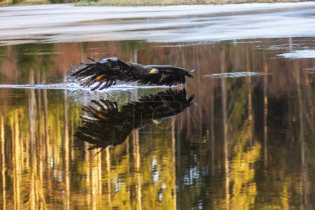 Foto de Hembra Águila de cola blanca (Haliaeetus albicilla) volando justo encima del agua - Imagen libre de derechos