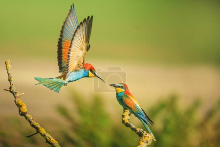 The European bee-eater (Merops apiaster) one bird lies on another