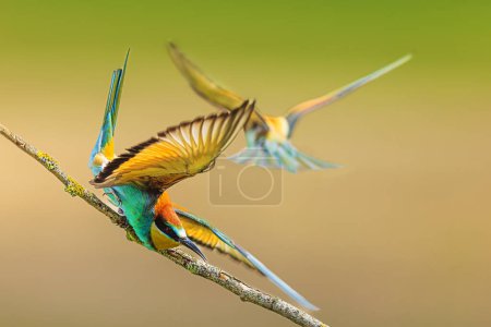 The male European bee-eater (Merops apiaster) the bird chased the other one off the branch