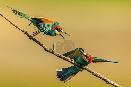 The European bee-eater (Merops apiaster) male one bird attacks another
