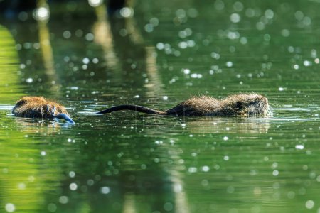 La nutria (Myocastor coypus) rata de agua nadando en el agua