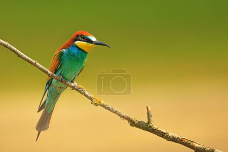 The European bee-eater (Merops apiaster) male lonely bird on a branch