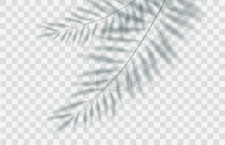 Illustration for Shadow overlay effect. Transparent soft light and shadows from branches, plant and leaf of a palm tree. Mockup of transparent leaf shadow and natural lightning.Vector illustration - Royalty Free Image
