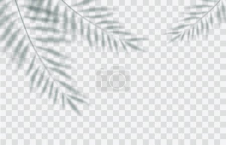 Téléchargez les illustrations : Effet de superposition d'ombre. Lumière douce transparente et ombres des branches, des plantes et des feuilles d'un palmier. Mockup d'ombre à feuilles transparente et de foudre naturelle.Illustration vectorielle - en licence libre de droit