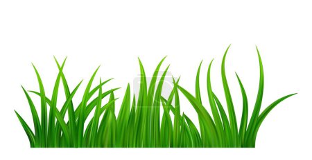 Illustration for Detailed fresh green grass meadow border. Spring or summer plant field lawn. Grass background. Vector illustration - Royalty Free Image