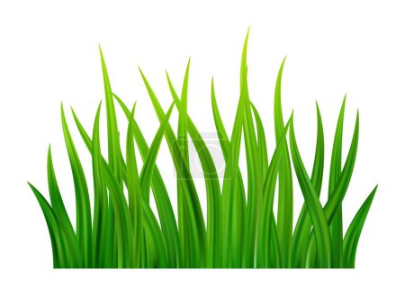 Téléchargez les illustrations : Bordure détaillée de prairie d'herbe verte fraîche. Pelouse des champs de printemps ou d'été. Fond d'herbe. Illustration vectorielle - en licence libre de droit