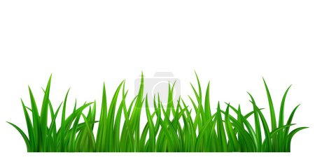 Detaillierte frische grüne Graswiese Grenze. Frühjahrs- oder Sommerpflanzenrasen. Grass Hintergrund. Vektorillustration