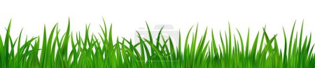 Téléchargez les illustrations : Bordure détaillée de prairie d'herbe verte fraîche. Pelouse des champs de printemps ou d'été. Fond d'herbe. Illustration vectorielle - en licence libre de droit