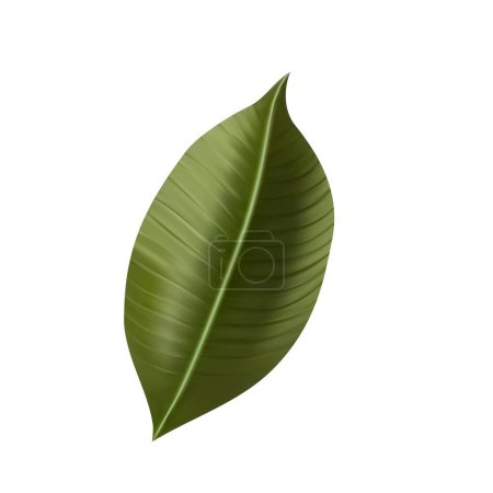Illustration for Jungle exotic leaf. tropical leaves. Illustration for summer tropical paradise advertising design vacation.Tropic plants. Vector illustration - Royalty Free Image