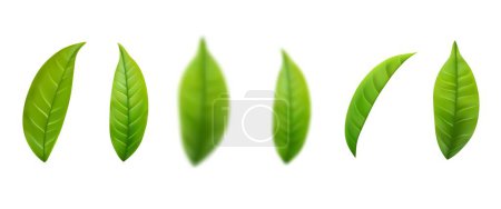 Téléchargez les illustrations : Ensemble de feuilles de thé vert réalistes isolées sur fond blanc. Bouquet de thé vert, feuille de thé. Illustration vectorielle - en licence libre de droit