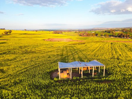 Téléchargez les photos : Rustic open barn standing in a field of canola in the early morning sunlight in rural NSW Australia - en image libre de droit