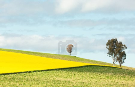 Photo for Flowering canola  landscape with Australian gum trees - Royalty Free Image