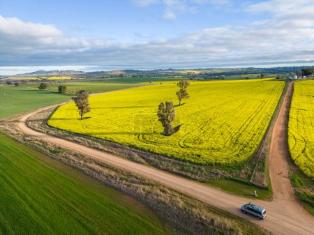 Téléchargez les photos : Farmland crops as far miles and miles in rural NSW Australia.  Growing canola and wheat mixed with grazing paddocks - en image libre de droit