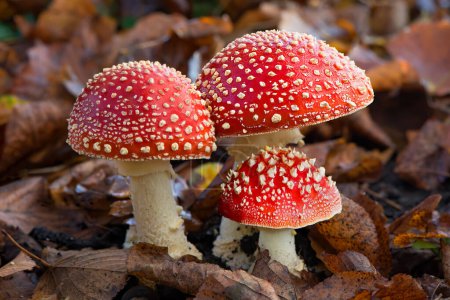Three red spotted mushrooms between leaves
