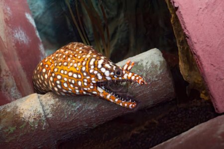 Photo for Close-up of an leopard moray eel  in an aquarium - Royalty Free Image