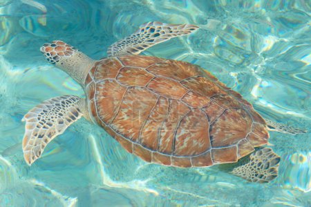 Photo for Seaturtle in the clear sea on caribbean island Curacao - Royalty Free Image