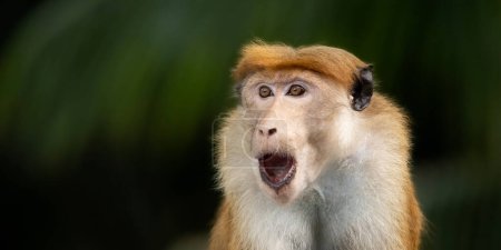 Foto de Mono sorprendido con la boca abierta frente al bosque lluvioso fondo borroso. - Imagen libre de derechos