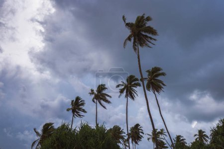Téléchargez les photos : Cette photographie à couper le souffle capture des palmiers tropicaux silhouettés contre un ciel nocturne sombre et orageux, avec des nuages gris et la promesse d'une tempête entrante. Parfait pour les voyages, le tourisme et - en image libre de droit