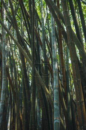 Téléchargez les photos : Une forêt de bambous luxuriante avec des tiges vertes vibrantes poussant en plein cadre, soulignant la beauté naturelle de la croissance. - en image libre de droit