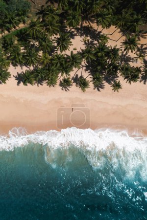 Téléchargez les photos : Drone aérien vue sur une belle plage de sable tropical, des palmiers et de l'eau claire, et une femme en bikini noir. Bord de mer parfait avec du sable et des palmiers de coco. Voyages et loisirs de villégiature fond abstrait - en image libre de droit