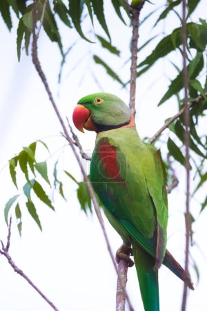 Foto de Macho adulto perico alejandrino o Psittacula eupatria o Labu girawa que tienen un parche rojo en los hombros posados en una rama de árbol - Imagen libre de derechos