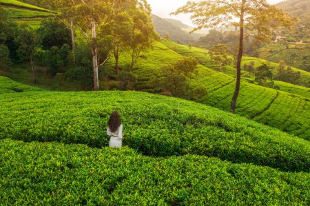 Téléchargez les photos : Vidéo de drone aérien cinématographique épique de terrasses de thé dans les montagnes avec une femme touristique romantique. Nuwara Eliya, Sri Lanka. Meilleurs endroits touristiques pour toutes sortes de voyageurs - en image libre de droit