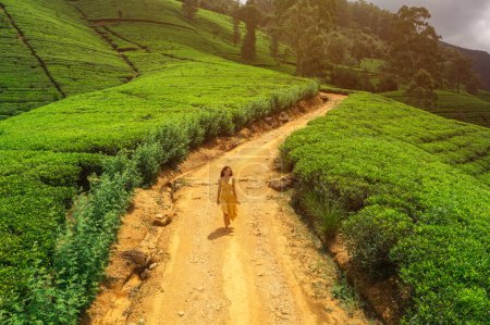 Téléchargez les photos : Epic Aerial Drone Vidéo de terrasses de thé dans les montagnes avec une femme touristique romantique à pied. Nuwara Eliya, Sri Lanka. Meilleurs endroits touristiques pour toutes sortes de voyageurs - en image libre de droit