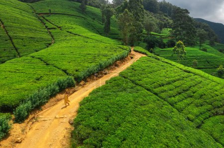 Téléchargez les photos : Terrasses de thé vert dans les montagnes avec une femme touristique romantique à pied. Nuwara Eliya, Sri Lanka. Repères célèbres du Sri Lanka - en image libre de droit
