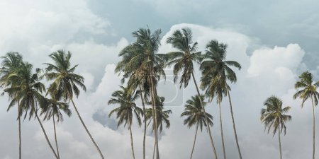 Téléchargez les photos : Palmiers de plage et fond nuageux, vintage post-traité. Mode, Voyage, été, vacances, et concept de plage tropicale. Photo de bannière de haute qualité - en image libre de droit