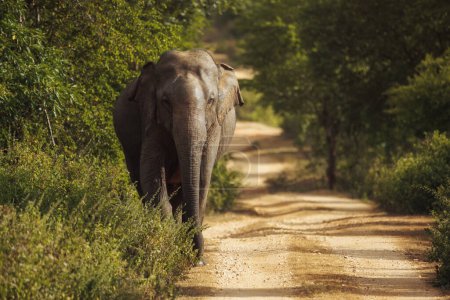Photo for Sri Lankan elephant walking by the road in Uda Walawe national park of Sri Lanka, during the safari trip. Udawalawe Sri Lanka. High-quality photo - Royalty Free Image