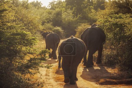Téléchargez les photos : Famille d'éléphants sri-lankais marchant sur la route dans le parc national Uda Walawe du Sri Lanka, pendant le safari. Udawalawe Sri Lanka. Photo de haute qualité - en image libre de droit