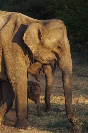 Photo for Sri Lankan elephant family walking by the road in Uda Walawe national park of Sri Lanka, during the safari trip. Udawalawe Sri Lanka. High-quality photo. Creative side view - Royalty Free Image