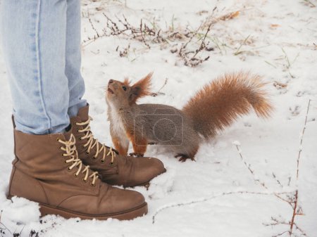 Téléchargez les photos : Écureuil drôle affamé avec une queue duveteuse touchant la jambe humaine et demandant la nourriture - en image libre de droit