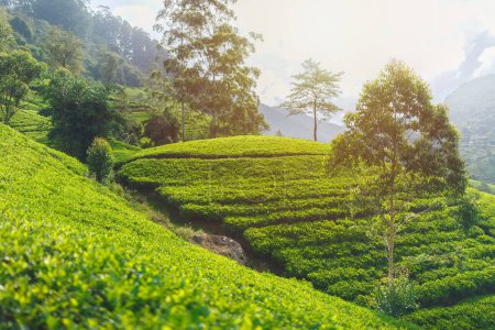 Foto de Paisaje de la plantación de té verde en el país cerca de Nuwara Eliya, Sri Lanka. Foto de alta calidad. Campo de té verde para el fondo - Imagen libre de derechos