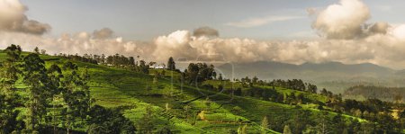 Téléchargez les photos : Panorama de la plantation de thé vert dans le pays près de Nuwara Eliya, Sri Lanka. Photo de haute qualité. Champ de thé vert pour fond et bannière - en image libre de droit