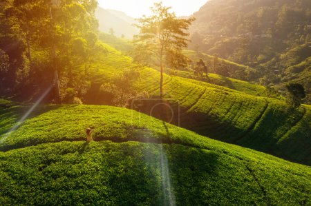 Téléchargez les photos : Vue aérienne d'une femme dans une plantation de thé vert, embrassant la beauté de la nature. - en image libre de droit