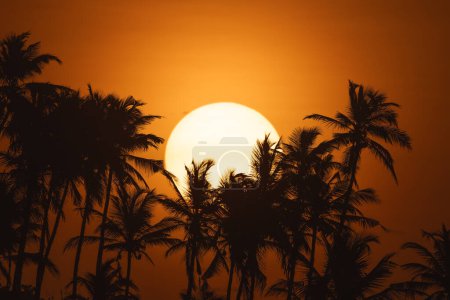 Foto de Gran sol saliendo detrás de una hilera de palmeras. Impresionante puesta de sol tropical de primer plano. Foto de naturaleza de alta calidad - Imagen libre de derechos