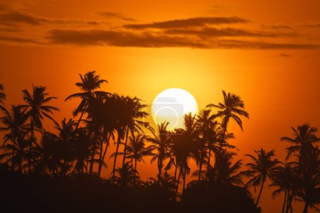 Foto de Vibraciones de vacaciones tropicales, sol brillante saliendo detrás de una fila de palmeras. Impresionante puesta de sol tropical de primer plano. Foto de naturaleza de alta calidad - Imagen libre de derechos