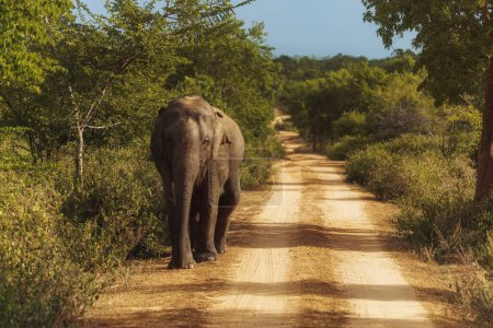 Téléchargez les photos : Éléphant marchant par la route dans la réserve nationale d'animaux, pendant le voyage de safari. Photo de haute qualité - en image libre de droit