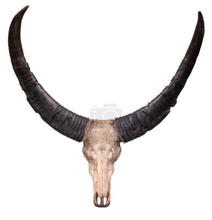 Photo for Skull And Horns Of A Cow Isolated On A White Background - Royalty Free Image
