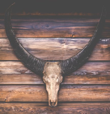Foto de Calavera y cuernos de una vaca en la pared de una cabaña de troncos rústicos - Imagen libre de derechos
