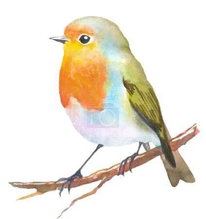 Childish drawing of watercolor robin isolated on white