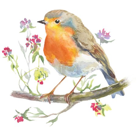 Watercolor hand drawn illustration of robin bird on a twig with little flowers